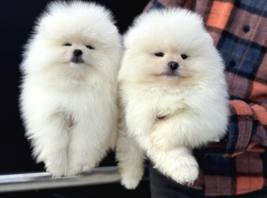 Petmode Köpek Çiftliğinde Ziyarete Açık Teddy Pomeranin görsel