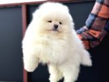 Petmode Köpek Çiftliğinde Ziyarete Açık Teddy Pomeranin