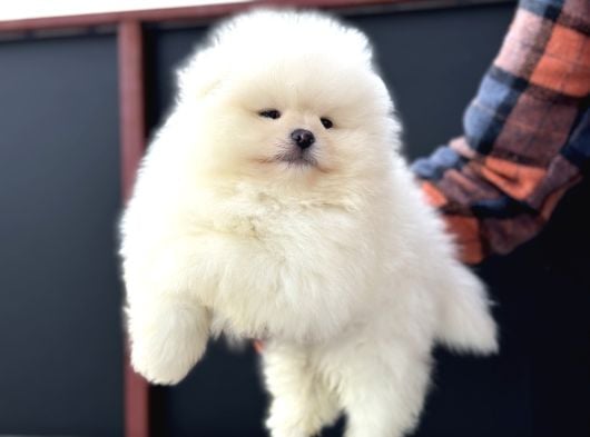 Petmode Köpek Çiftliğinde Ziyarete Açık Teddy Pomeranin görsel