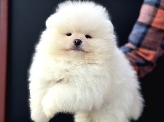 Petmode Köpek Çiftliğinde Ziyarete Açık Teddy Pomeranin görsel