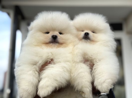 Petmode Köpek Çiftliğinde Ziyarete Açık Teddy Pomeranin görsel