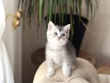 Orji̇nal Si̇lver Bri̇ti̇sh Shorthai̇r Yavrum
