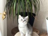 Orji̇nal Si̇lver Bri̇ti̇sh Shorthai̇r Yavrum