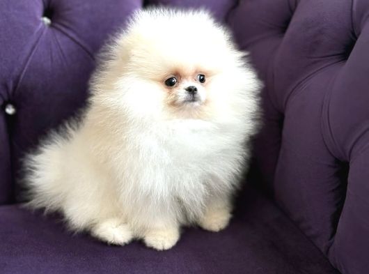Kar Topu Gi̇bi̇ Bembeyaz Pomeri̇an Boo görsel