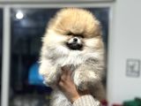 Petmode Köpek Çiftliğinde Ziyarete Açık Teddy Pomeranin