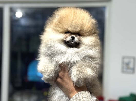 Petmode Köpek Çiftliğinde Ziyarete Açık Teddy Pomeranin görsel