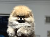 Petmode Köpek Çiftliğinde Ziyarete Açık Teddy Pomeranin