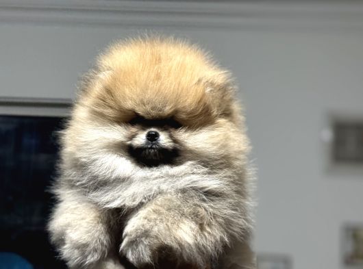 Petmode Köpek Çiftliğinde Ziyarete Açık Teddy Pomeranin görsel