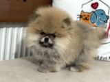 Petmode Köpek Çiftliğinde Ziyarete Açık Teddy Pomeranin