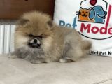 Petmode Köpek Çiftliğinde Ziyarete Açık Teddy Pomeranin