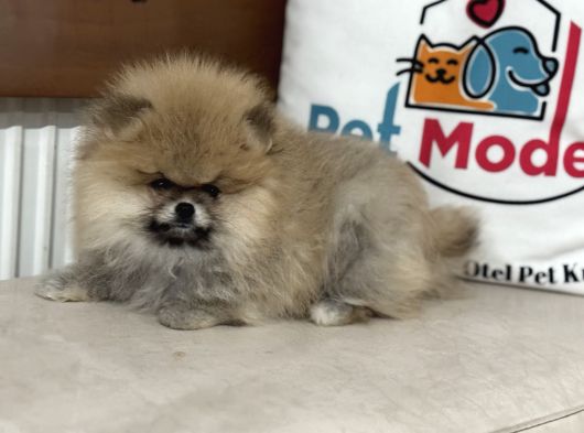 Petmode Köpek Çiftliğinde Ziyarete Açık Teddy Pomeranin görsel