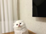 Üst Düzey Masmavi̇ Gözlere Sahi̇p Scottish Fold Yavrularim