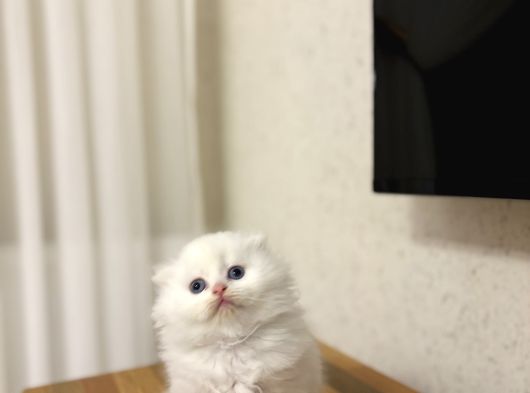 Üst Düzey Masmavi̇ Gözlere Sahi̇p Scottish Fold Yavrularim görsel