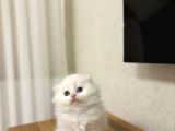 Üst Düzey Masmavi̇ Gözlere Sahi̇p Scottish Fold Yavrularim