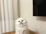 Üst Düzey Masmavi̇ Gözlere Sahi̇p Scottish Fold Yavrularim