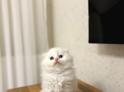 Üst Düzey Masmavi̇ Gözlere Sahi̇p Scottish Fold Yavrularim görsel