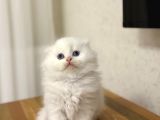 ÜST DÜZEY MASMAVİ GÖZLERE SAHİP SCOTTISH FOLD YAVRULARIM