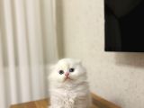 Üst Düzey Masmavi̇ Gözlere Sahi̇p Scottish Fold Yavrularim