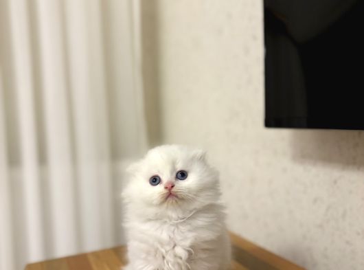 Üst Düzey Masmavi̇ Gözlere Sahi̇p Scottish Fold Yavrularim görsel