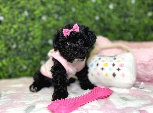 Dişi erkek black poodle yavrularımız