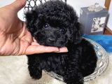 Dişi Erkek Black Poodle Yavrularımız