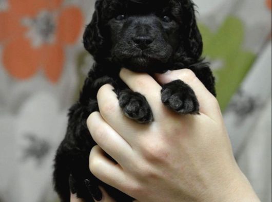 Dişi Erkek Black Poodle Yavrularımız görsel