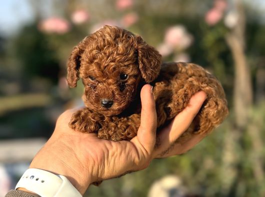 Teacup Orji̇nal Kg Garanti̇li̇ Çi̇ş Pedi̇ Eği̇ti̇mli̇ görsel