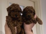 3Kg Garantili Toy Poodle