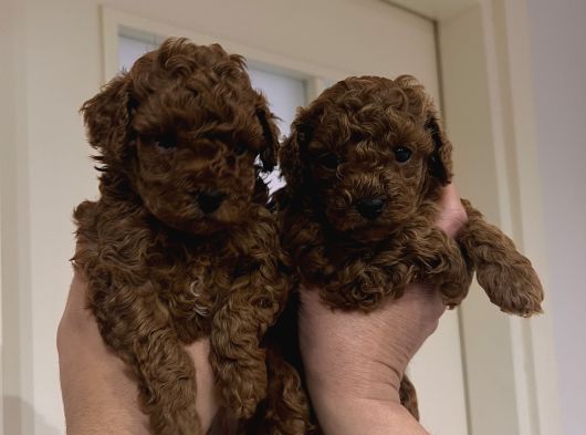 3Kg Garantili Toy Poodle görsel