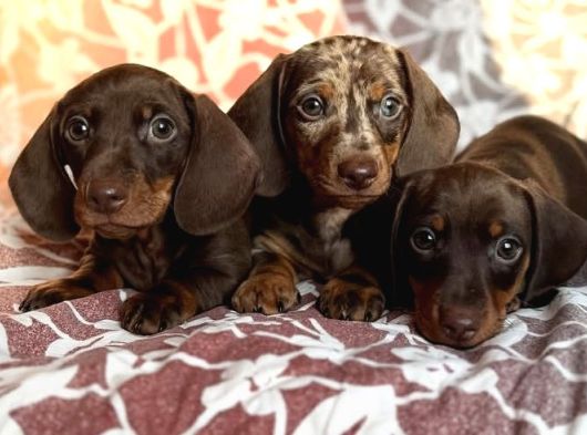 Sadık Sevimli Ve Sağlıklı Dakhund Yavrular görsel