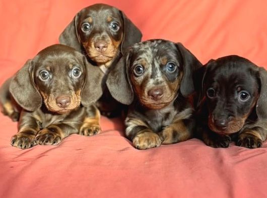 Sadık Sevimli Ve Sağlıklı Dakhund Yavrular görsel