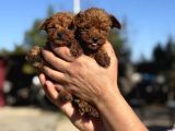 TEACUP KOREA ORJİNAL KG GARANTİLİ BEBEKLER
