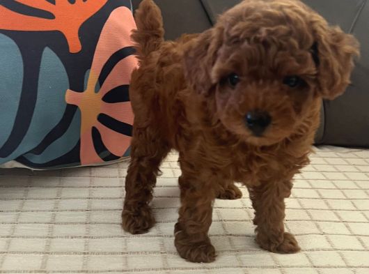 Toypoodle Bebekler görsel