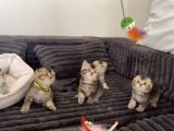 Aile Sıcaklığnda Reng Reng Safkan Yavrularım
