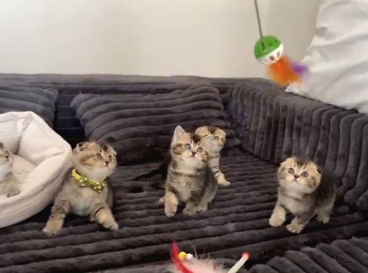 Aile Sıcaklığnda Reng Reng Safkan Yavrularım görsel