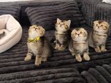 Aile sıcaklığnda reng reng safkan yavrularım