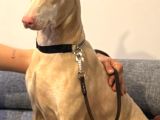 TÜRKİYEDE TEK ALBİNO DOBERMAN