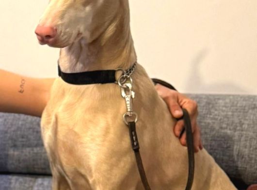 Türki̇yede Tek Albi̇no Doberman
