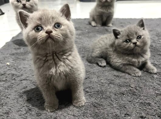 Türkiyenin En Güzel Ayı Surat Britti Shorteir Bebekleri görsel