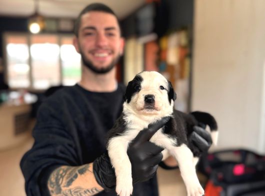 En Akıllı Arkadas Border Collie Yavrularımız görsel