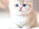 Bulunmaz Rengiyle By Golden British Shorthair
