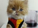 Tatlimi Tatli Bri̇ti̇sh Yavrularimiz Mavi̇ Göz