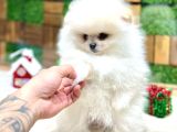 Pomeryan Teddy Tcup Mıcro Booo Yavrular