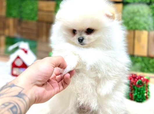Pomeryan Teddy Tcup Mıcro Booo Yavrular görsel