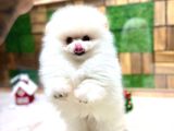 Pomeryan Teddy Tcup Mıcro Booo Yavrular