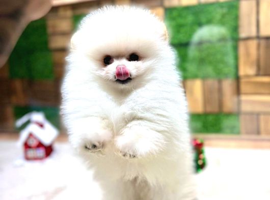Pomeryan Teddy Tcup Mıcro Booo Yavrular görsel
