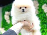 Pomeryan Teddy Tcup Mıcro Booo Yavrular