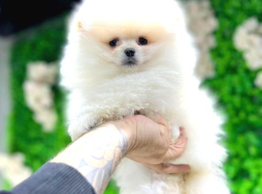 Pomeryan Teddy Tcup Mıcro Booo Yavrular görsel