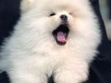Pomeryan teddy tcup mıcro booo yavrular