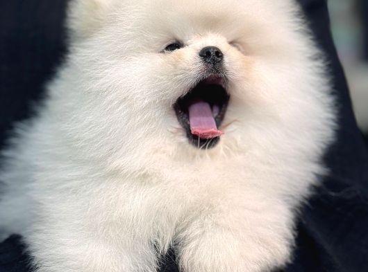 Pomeryan Teddy Tcup Mıcro Booo Yavrular